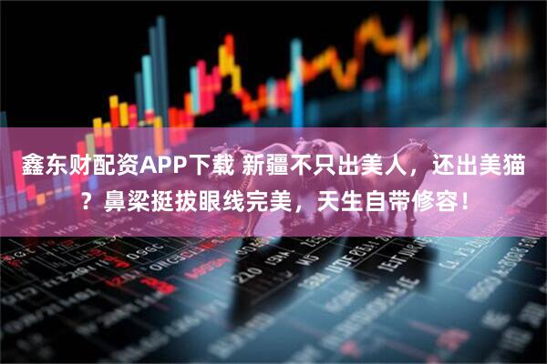 鑫东财配资APP下载 新疆不只出美人，还出美猫？鼻梁挺拔眼线完美，天生自带修容！
